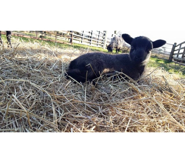 pring lamb- Auldton Farm